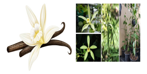 3 Plantas De Especias Clavo Laurel Castilla Laurel De La Sie