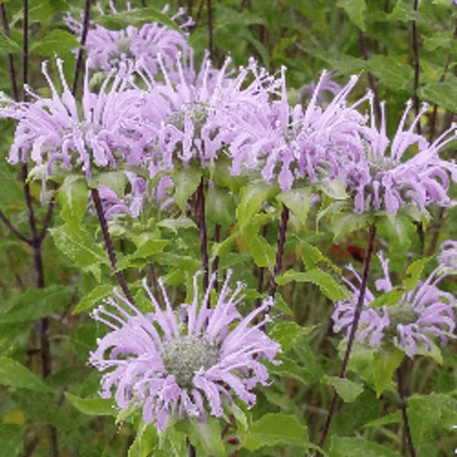 30 Semillas De Monarda Fistulosa Bergamota Silvestre 