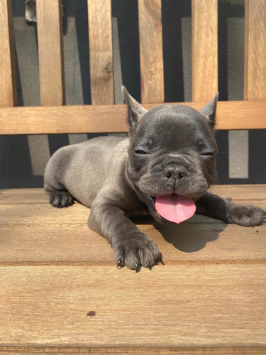Imagem 3 de 5 de Bulldog Frances Machos Blue E Black