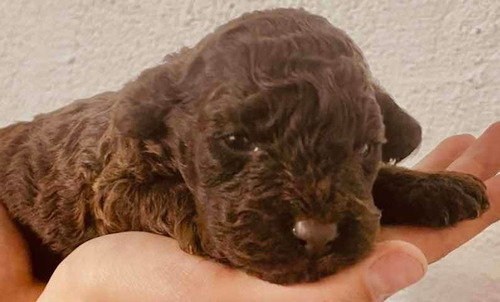 Imagen 4 de 8 de Caniche Chocolate Disponible Macho