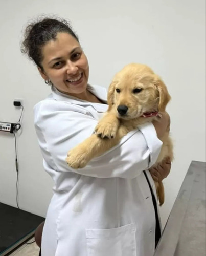 Filhotes De Golden Retriever (linhagem Importada) Dourado