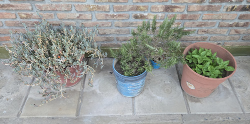 Lote De Macetas Con Plantas Varias (Usado)