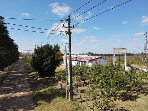 Imagen 6 de 16 de Campo, 7 Has, Cno Mendoza, Quinta En Producción Con Frente A Dos Caminos