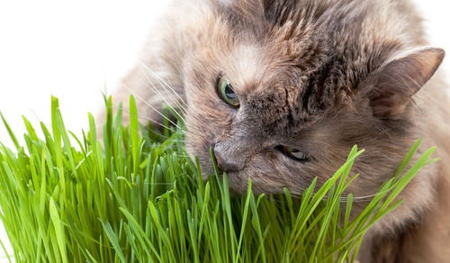 1000 Sementes De Grama Dos Gatos E Cachorros Frete Grátis! 