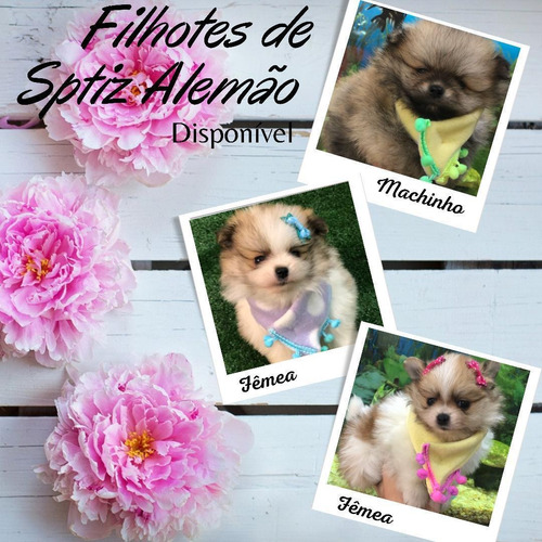 Imagem 2 de 2 de Filhote De Spitz Alemao