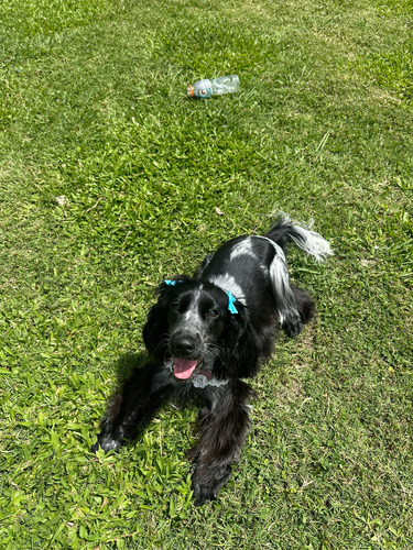 Cachorros Cocker ,negro Ruano!