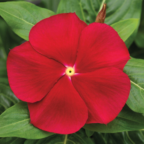  Semente Da Flor Vinca De Madagascar Frete Grátis