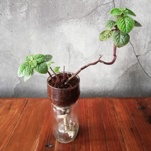 Plectranthus Ciliatus Little Plant 15 The Little Yisus