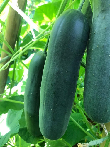 Semillas de pepino híbridas Aladdin Topseed 1000 semillas