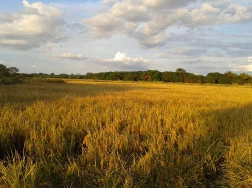 Imagen 2 de 4 de Finca En Venta, 280 Hectáreas, Calabozo, Guárico