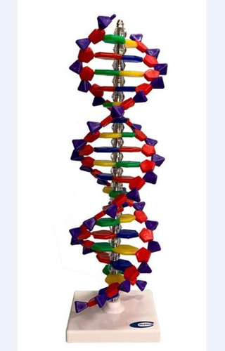 Dupla Hélice De Dna De 40cm