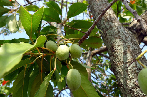 Azeitona Do Ceilão - Sementes Árvores Para Mudas