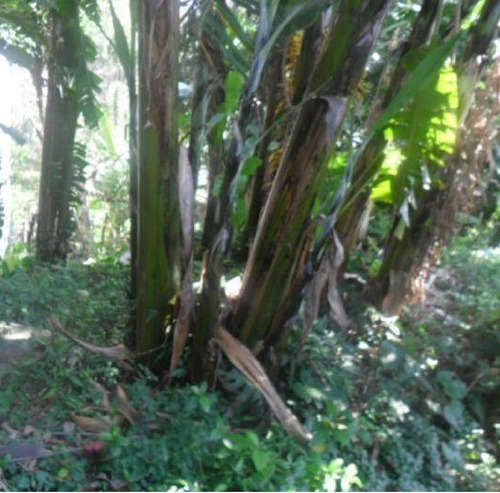 Imagem 6 de 12 de Terreno À Venda Na Vila Pirituba Na Rua Luís Cunha- 11376