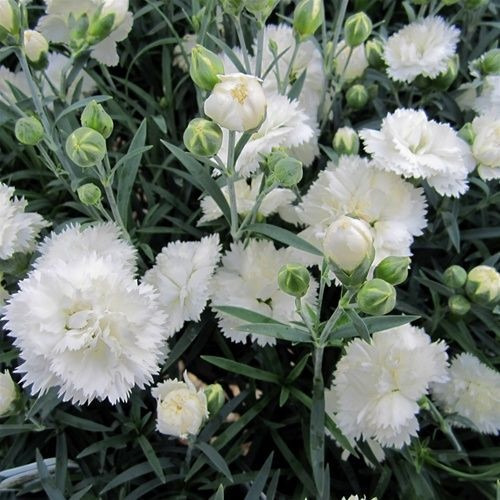 Cravo Chabaud Gigante Branco - Flor 20 Sementes Para Mudas | MercadoLivre