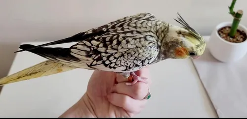 Calopsita Mansa Pet Com Garantia De Saude