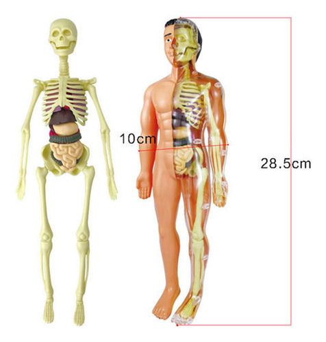 Kit De Aprendizaje Modelo Cuerpo Humano Organos.huesos Mon