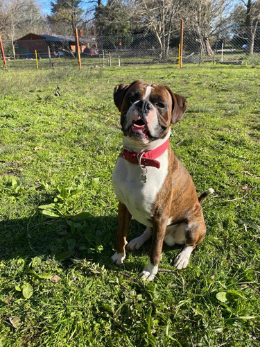 Boxer Macho Servicio Monta