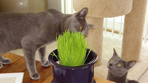 Hierba Gatera Para Gatos Semillas De Gramineas Purgante Zootec 80g