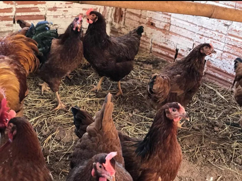 Ovos Poedeira Pescoço Pelado E Caipira Gaucha 16 Ovos