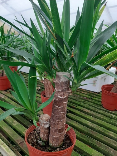 Planta Yucca