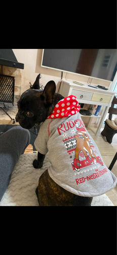 Perro Para Monta Bull Dog Frances