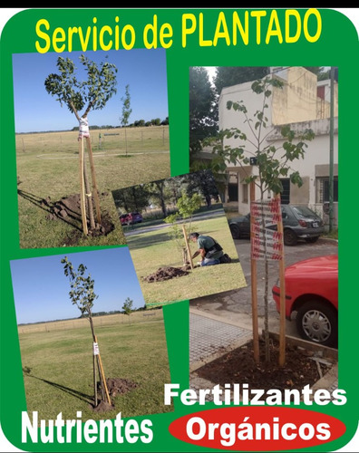 Imagen 12 de 12 de Arbol De Tilo - 3m. 6 Años. E.gratis