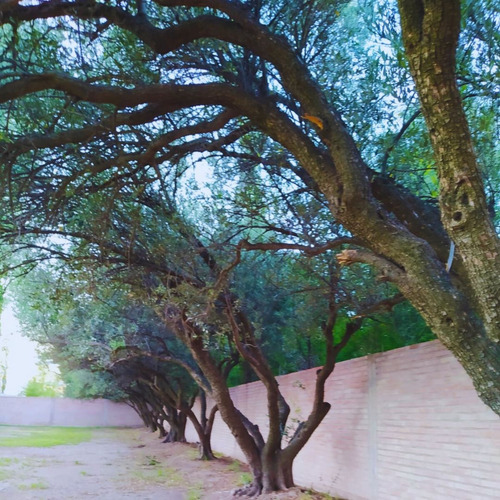 Casa Familiar En San Rafael Mendoza