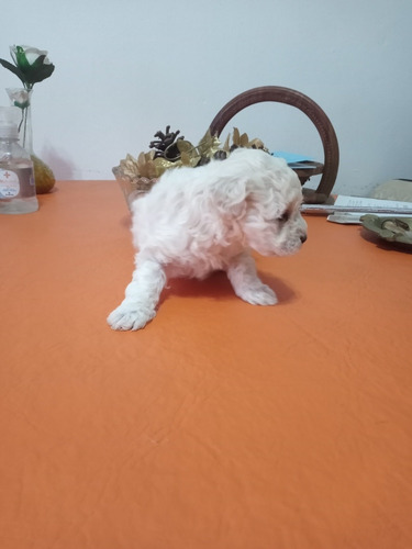 Imagen 8 de 8 de Caniche Toy!!!! Cachorros Diferentes Colores Y Edades Hembra