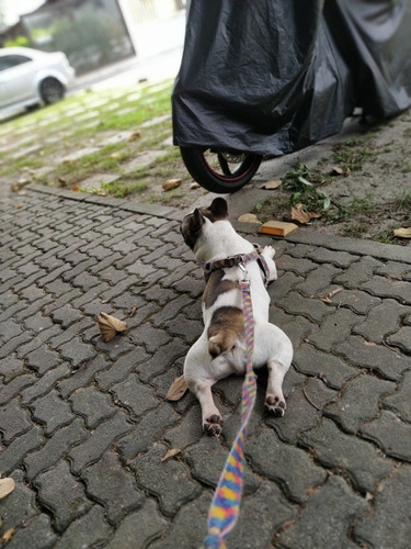 Imagem 3 de 4 de Vendo Filhote De Buldog Francês