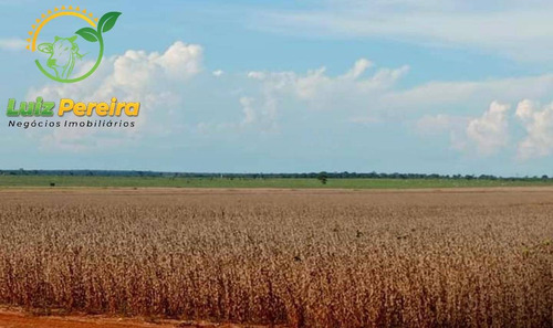 Imagem 6 de 15 de Fazenda À Venda Em Anaurilândia - Ms - (excelente Para Lavoura) - 1696