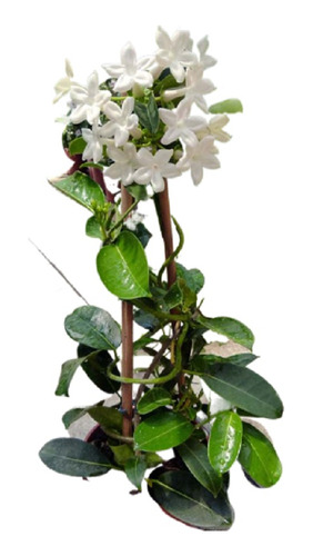 Jazmin De Madagascar Jasmin Stephanotis Enredadera Maceta