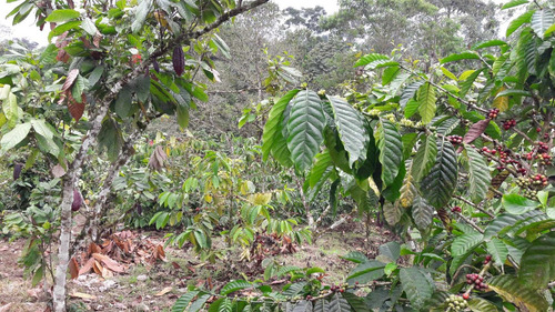 Imagen 5 de 14 de Hermosa Finca Vacacional Y Productiva En Vía A Las Mercedes