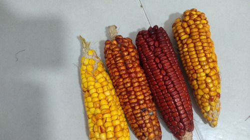 Semilla De Maiz Cariaco Amarillo Y Rojo