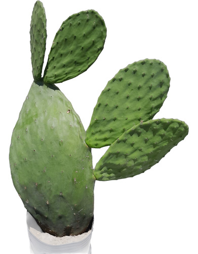 Cactus Opuntia Nopal 65 Cm En Maceta - Planta Única