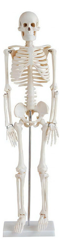 Esqueleto Humano Padrão Articulado 85cm De Altura