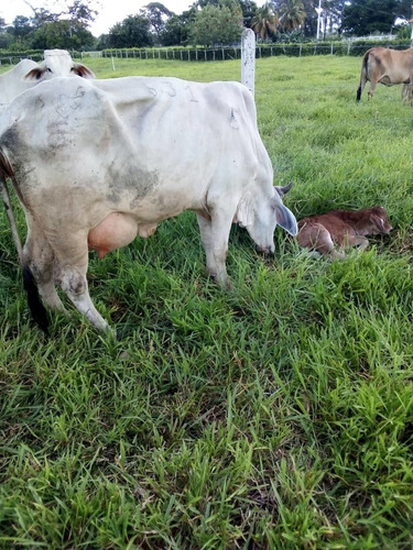 Imagen 21 de 30 de Se Vende Finca Ganadera En El Estado Barinas