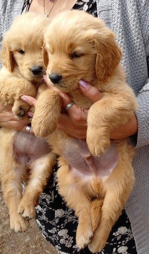 Imagen 5 de 5 de Cachorros Golden Puros Machos Entrega En El Día.