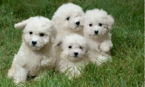 Bichón Frisé