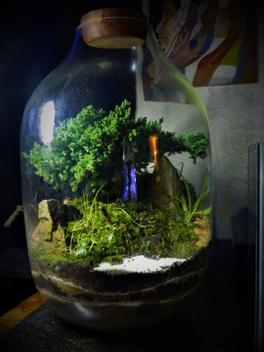 Terrario Super Mega Zen Xxxl 57cm X 30cm