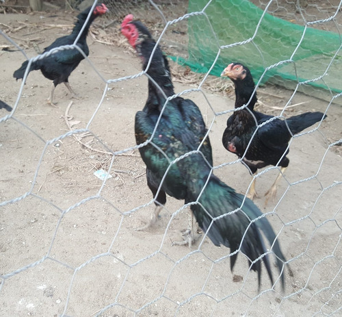 Ovos Galados De Galo Raca Tailandes Negro Puro