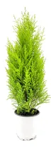 Comprar Pino Limón (cupressus Macrocarpa Lutea Gold Crest  Wilma ) 