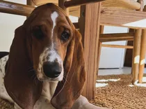 Comprar Cachorro  Basset Hound