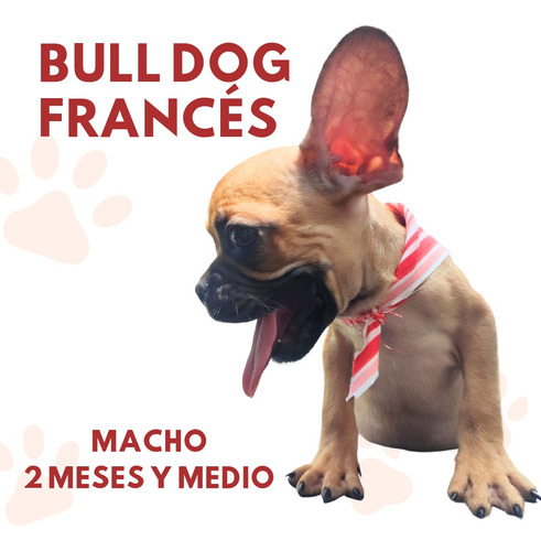 Bull Dog Francés 