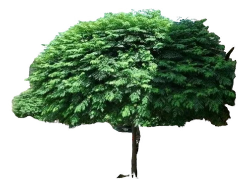 Árbol Paraíso Sombrilla Pack 5 Unidades Envío Gratis 