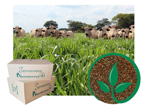 Sementes Brachiaria Brizantha 1kg + 1kg Mombaça + 1kg Aruanã