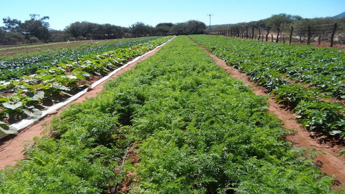 Imagen 2 de 9 de Chacra De 4.6 Has - Ideal Horticultor - Ubicación Estratégica Desde Ruta 6 Y Ruta 215