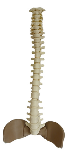 Columna Vertebral Completa - Encastrable Impresion 3d