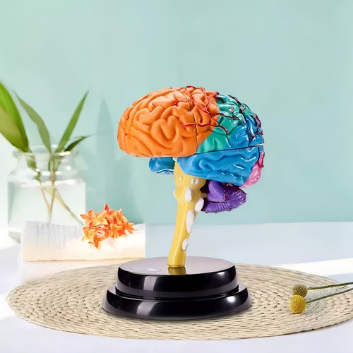 Modelo De Función De La Herramienta De Anatomía Cerebral