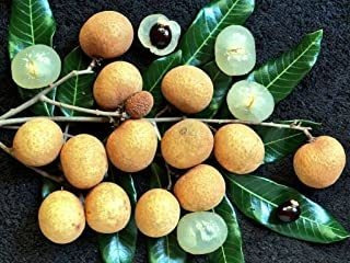 Dimocarpus Longan Semillas De Fruta Dulce Y Jugosa, Plantas 