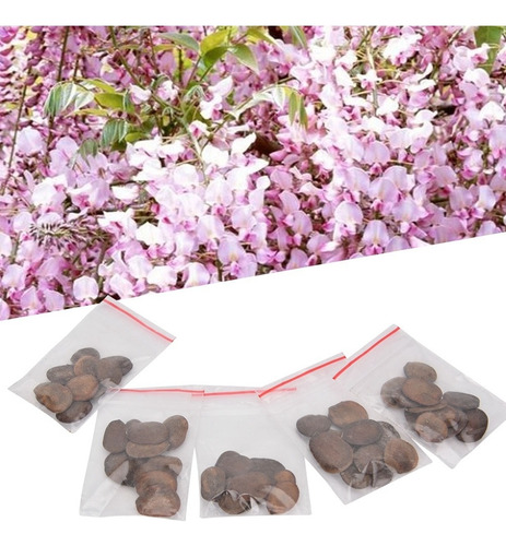 50 Semillas De Glicina Sinensis China Para Escalada, 50 Unid